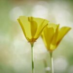 Czemu warto artykuły ogrodnicze kupować w dobrym sklepie